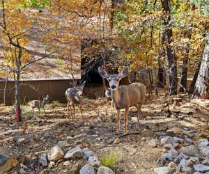 Photo 4 - Ponderosa Hideaway 4-br Cabin Mtn View Trails Brbq