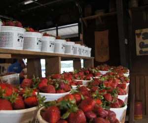 Photo 5 - Candlewood Suites - McDonough, an IHG Hotel