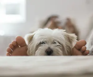 Photo 3 - Candlewood Suites - Fairbanks, an IHG Hotel