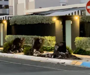 Photo 5 - Mar Del Norte