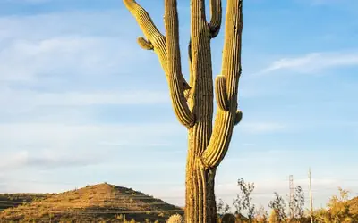 Sonesta Simply Suites Avondale