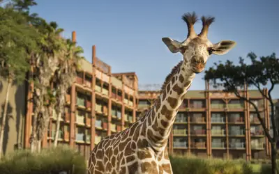 Disney's Animal Kingdom Lodge