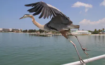 Peninsula Bed & Cocktails