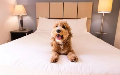 Sonesta Simply Suites Arlington