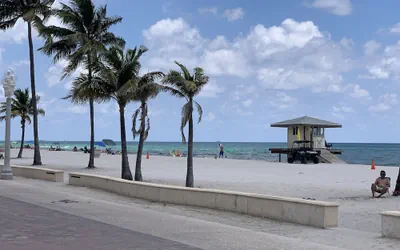 Hollywood Beach Seagull
