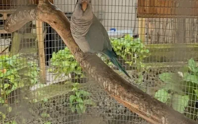 The Wonderkoi House A Magical Japanese Koi Garden