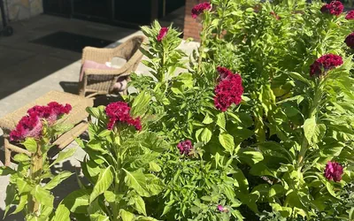 Super 8 by Wyndham Fort Scott