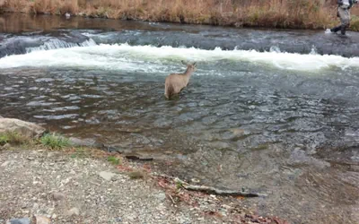 Lofted Pines Hot Tub Foosball Air Hockey