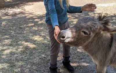 Salmon Gypsy Bed and Breakfast